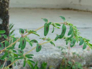 Fotografia da espécie Chamaesyce maculata