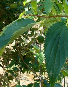 Fotografia 13 da espécie Celtis australis no Jardim Botânico UTAD