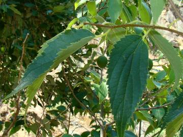 Fotografia da espécie Celtis australis