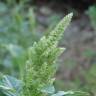 Fotografia 11 da espécie Amaranthus hybridus do Jardim Botânico UTAD