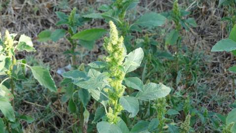 Fotografia da espécie Amaranthus hybridus