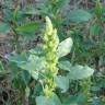 Fotografia 12 da espécie Amaranthus hybridus do Jardim Botânico UTAD