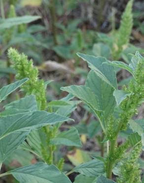 Fotografia 13 da espécie Amaranthus hybridus no Jardim Botânico UTAD