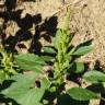 Fotografia 14 da espécie Amaranthus hybridus do Jardim Botânico UTAD