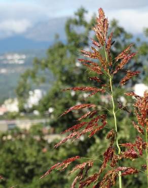 Fotografia 13 da espécie Sorghum halepense no Jardim Botânico UTAD