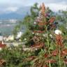 Fotografia 13 da espécie Sorghum halepense do Jardim Botânico UTAD