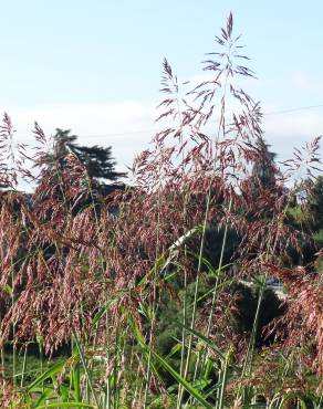 Fotografia 14 da espécie Sorghum halepense no Jardim Botânico UTAD