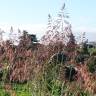 Fotografia 14 da espécie Sorghum halepense do Jardim Botânico UTAD