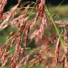 Fotografia 15 da espécie Sorghum halepense do Jardim Botânico UTAD