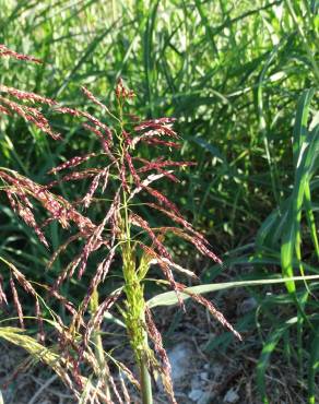 Fotografia 16 da espécie Sorghum halepense no Jardim Botânico UTAD