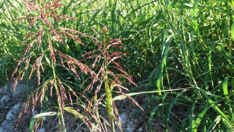 Fotografia da espécie Sorghum halepense