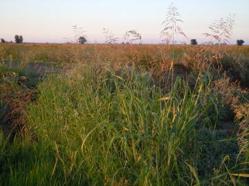 Fotografia da espécie Sorghum halepense