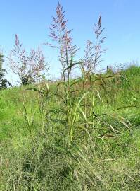 Fotografia da espécie Sorghum halepense