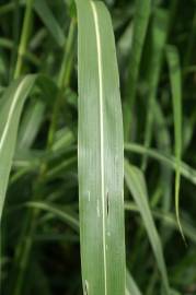 Fotografia da espécie Sorghum halepense