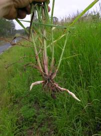 Fotografia da espécie Sorghum halepense