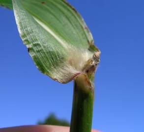 Fotografia da espécie Sorghum halepense