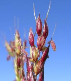 Fotografia da espécie Sorghum halepense