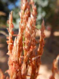 Fotografia da espécie Sorghum halepense