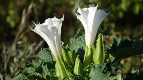 Fotografia da espécie Datura stramonium