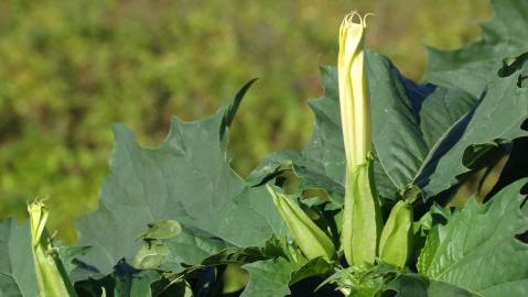 Fotografia da espécie Datura stramonium