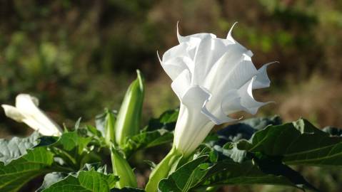 Fotografia da espécie Datura stramonium