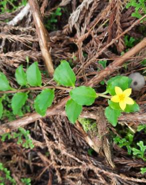 Fotografia 10 da espécie Lysimachia nemorum no Jardim Botânico UTAD