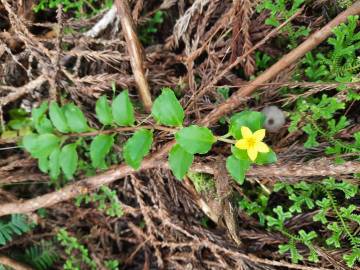 Fotografia da espécie Lysimachia nemorum