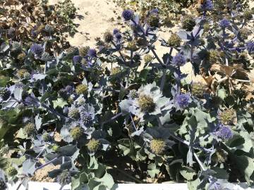 Fotografia da espécie Eryngium maritimum