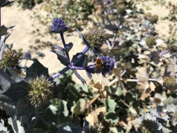 Fotografia da espécie Eryngium maritimum