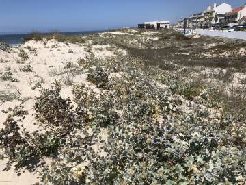 Fotografia da espécie Eryngium maritimum