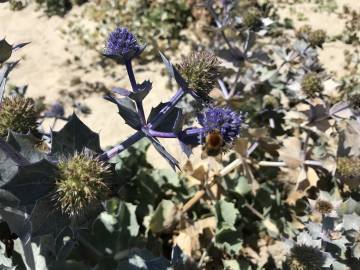 Fotografia da espécie Eryngium maritimum