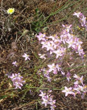 Fotografia 3 da espécie Centaurium grandiflorum subesp. majus no Jardim Botânico UTAD