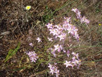 Fotografia da espécie Centaurium grandiflorum subesp. majus