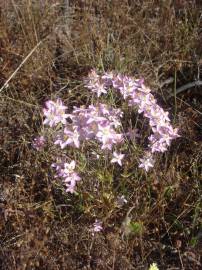 Fotografia da espécie Centaurium grandiflorum subesp. majus