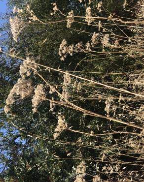 Fotografia 8 da espécie Heracleum sphondylium subesp. sphondylium no Jardim Botânico UTAD