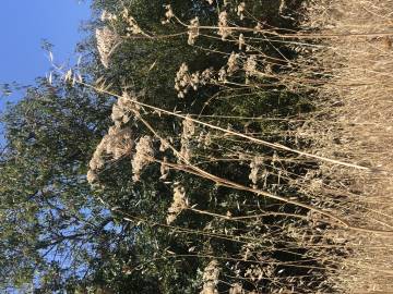 Fotografia da espécie Heracleum sphondylium subesp. sphondylium