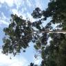 Fotografia 15 da espécie Eucalyptus camaldulensis do Jardim Botânico UTAD