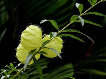 Fotografia da espécie Gomphocarpus physocarpus