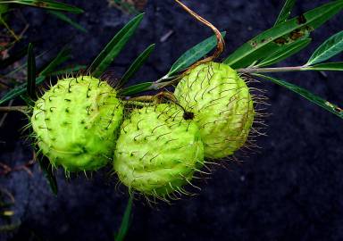 Fotografia da espécie Gomphocarpus physocarpus