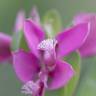 Fotografia 7 da espécie Polygala myrtifolia do Jardim Botânico UTAD