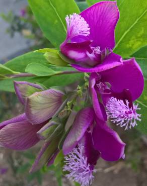 Fotografia 8 da espécie Polygala myrtifolia no Jardim Botânico UTAD