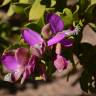 Fotografia 9 da espécie Polygala myrtifolia do Jardim Botânico UTAD