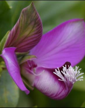 Fotografia 12 da espécie Polygala myrtifolia no Jardim Botânico UTAD