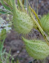 Gomphocarpus fruticosus