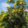 Fotografia 7 da espécie Tecoma stans do Jardim Botânico UTAD