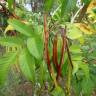 Fotografia 9 da espécie Tecoma stans do Jardim Botânico UTAD