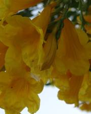 Fotografia da espécie Campsis radicans