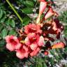 Fotografia 6 da espécie Campsis radicans do Jardim Botânico UTAD