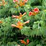 Fotografia 9 da espécie Campsis radicans do Jardim Botânico UTAD