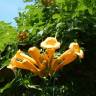 Fotografia 11 da espécie Campsis radicans do Jardim Botânico UTAD